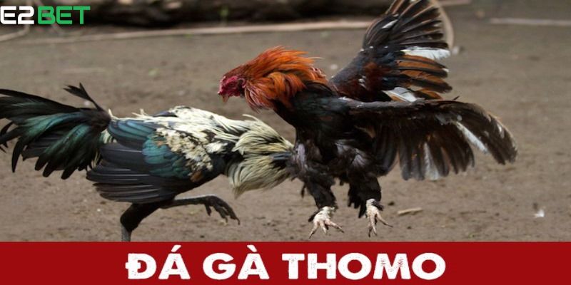 Trực tiếp đá gà thomo luôn thu hút đông đảo hội viên tham gia